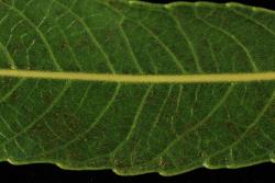 Salix acutifolia. Upper leaf surface.
 Image: D. Glenny © Landcare Research 2020 CC BY 4.0